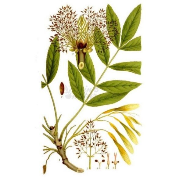Ash leaf dipstick cut IPHYM Herbalism Fraxinus excelsior L.,Feuille de frêne coupée en bandelette IPHYM Herboristerie Fraxinus excelsior L.