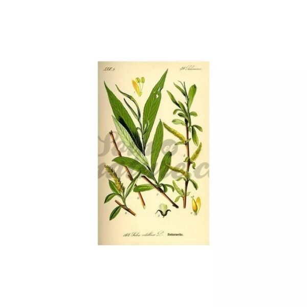 WILLOW BARK CUT IPHYM Herbalism Salix alba,ÉCORCE DE SAULE COUPÉE IPHYM Herboristerie Salix alba