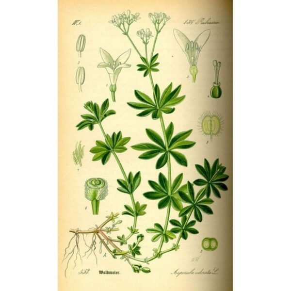 Woodruff Cleavers Galium odoratum HERBORISTERIE fragrant plant (L.) Scop.,Aspérule Couperet Galium odoratum HERBORISTERIE plante odorante (L.) Scop.