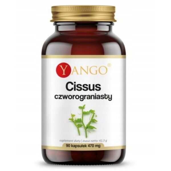 Yango,Cissus quadratus, 90,Cissus czworoboczny, 90